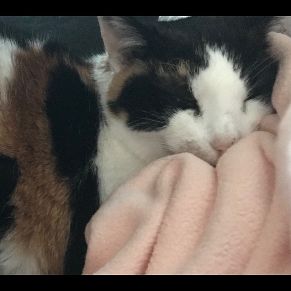 Meet your Posher, Rachel